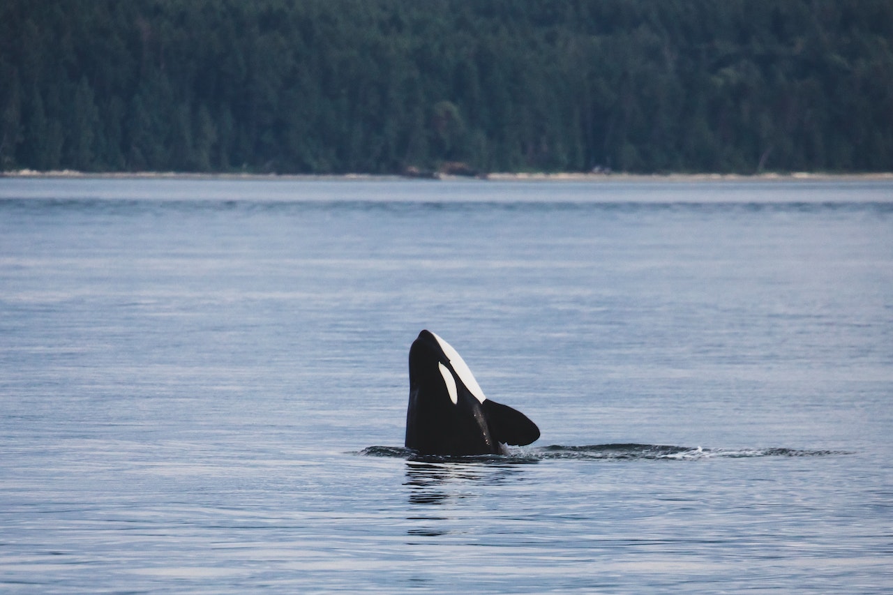 Rare Drone Footage Shows 30 Orcas Attacking Adult Gray Whales