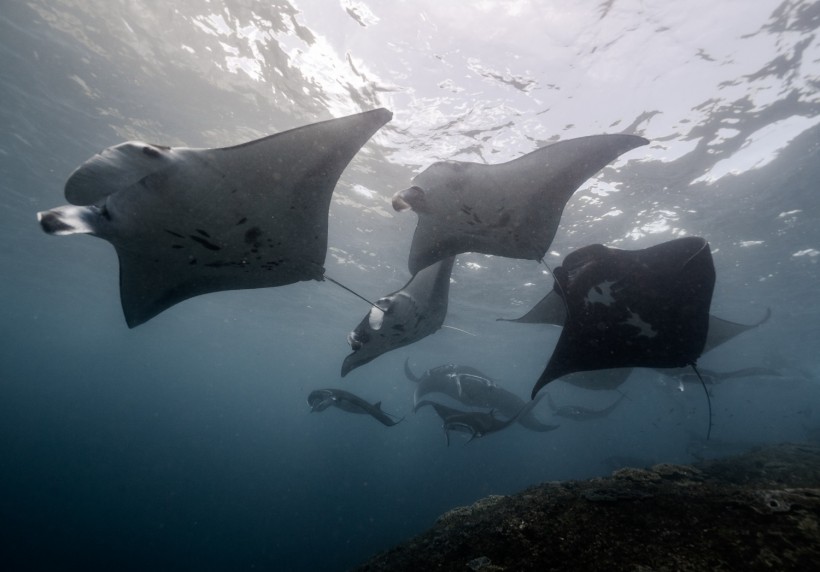 Sicklefin Devil Rays Spotted off the Atlantic Coast: How Rare Are These Animals?