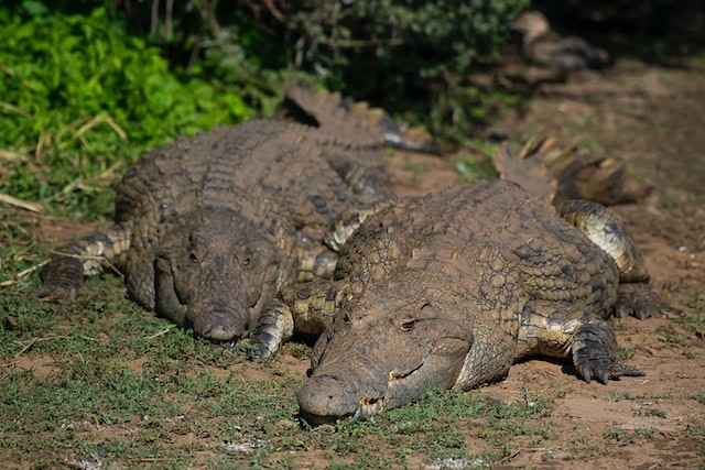 2 Giant Crocodiles Killed in Search for Missing Man in Queensland; Conservationist Expressed Concerns Over Culling of the Crocs