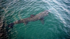 Kayakers Surrounded by Cluster of Giant Basking Sharks in Ireland; Are These Fish Aggressive?