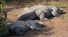 Missing Fisherman's Body Found in 1 of 2 Crocodiles Euthanized During the Search; Can Crocs Swallow a Human Whole?