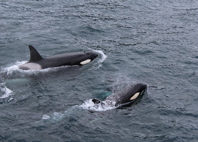 Rare White Killer Whale Spotted Off the Coast of Newport Beach Was Discovered to Carry a Rare Genetic Condition