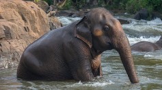 Asian Elephant Receives Prosthetic Limb After Losing Foot in Snare Trap