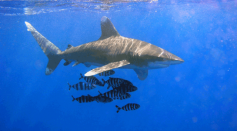 Are Sharks Really Endangered? Anglers Reported More Encounters With Them