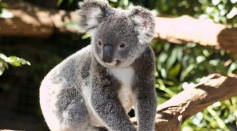 Vaccination of Koalas During Antibiotic Therapy Shows Positive Response Towards Chlamydia Treatment 