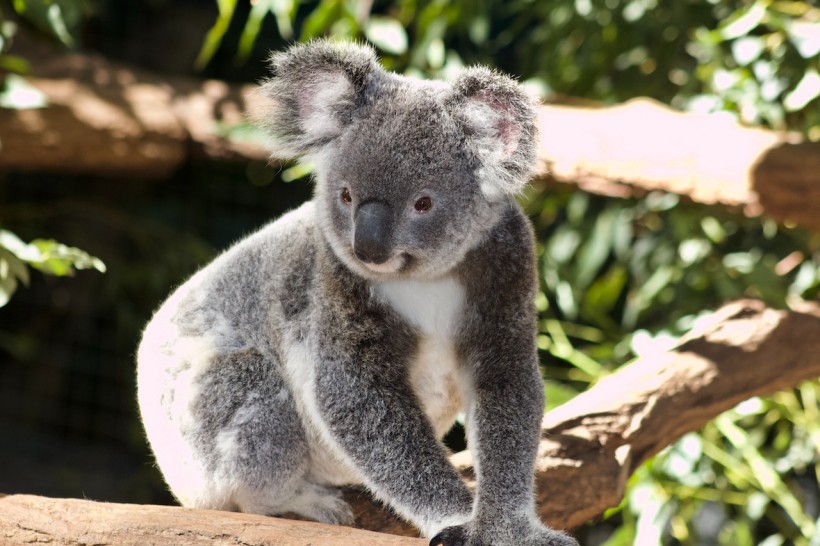 Vaccination of Koalas During Antibiotic Therapy Shows Positive Response Towards Chlamydia Treatment 