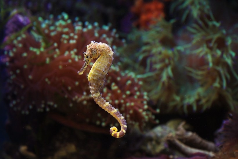 Seahorse Hotels Installed off the Coast of Australia To Save Their Species From Extinction