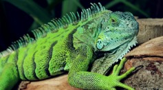 Iguana Bite Can Lead to Rare Bacterial Infection That May Take Months to Surface