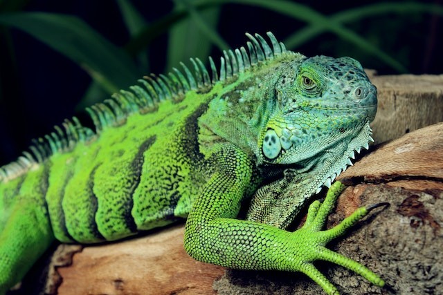Iguana Bite Can Lead to Rare Bacterial Infection That May Take Months to Surface