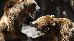 Two grizzly bears fight at Madrid's zoo