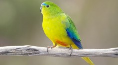 Wild-Born Nestlings in Better Body Condition Than Captive Parrots; Heavier Birds Likely to Survive [Study]