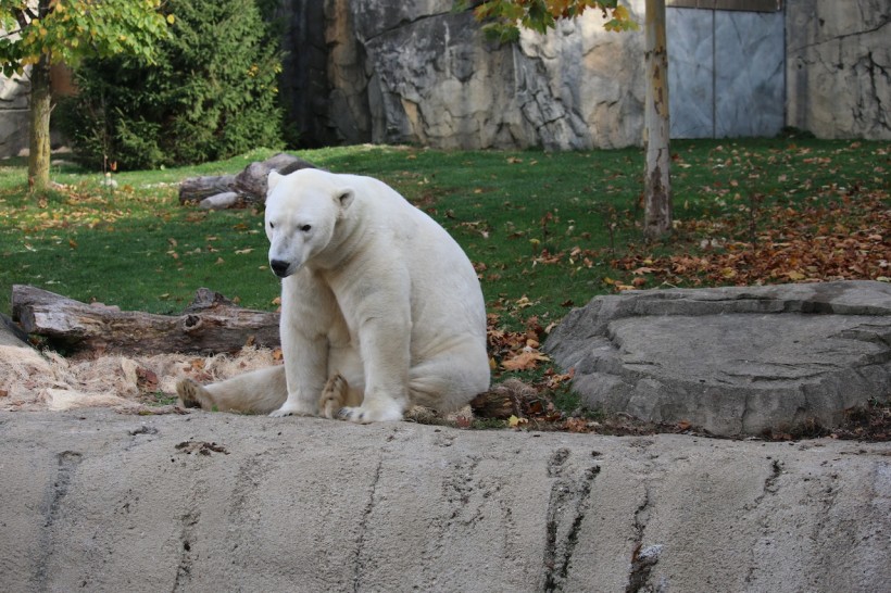 Polar Bear Jail in Churchill Built to Keep Wayward Predators; The First of Its Kind in Animal Conservation 