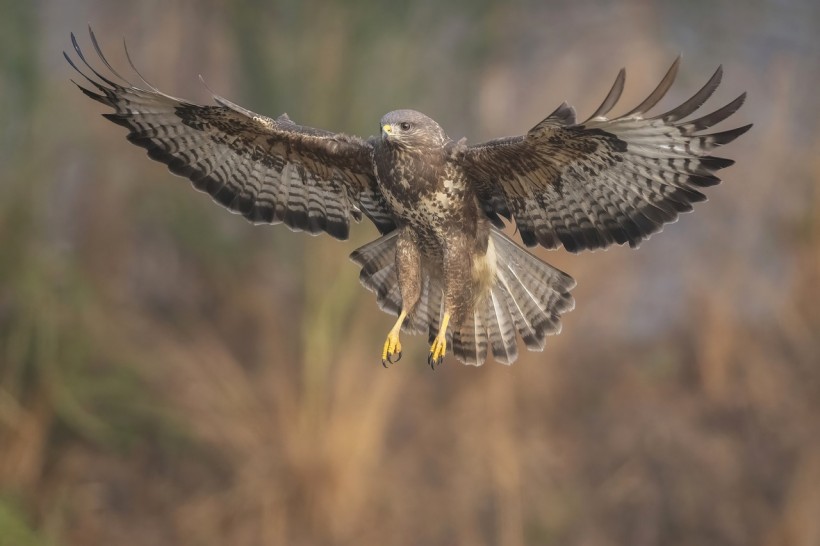 Bird Vs. Human: Buzzard Attacks Runner That Left Him Traumatized With Six Holes in His Head