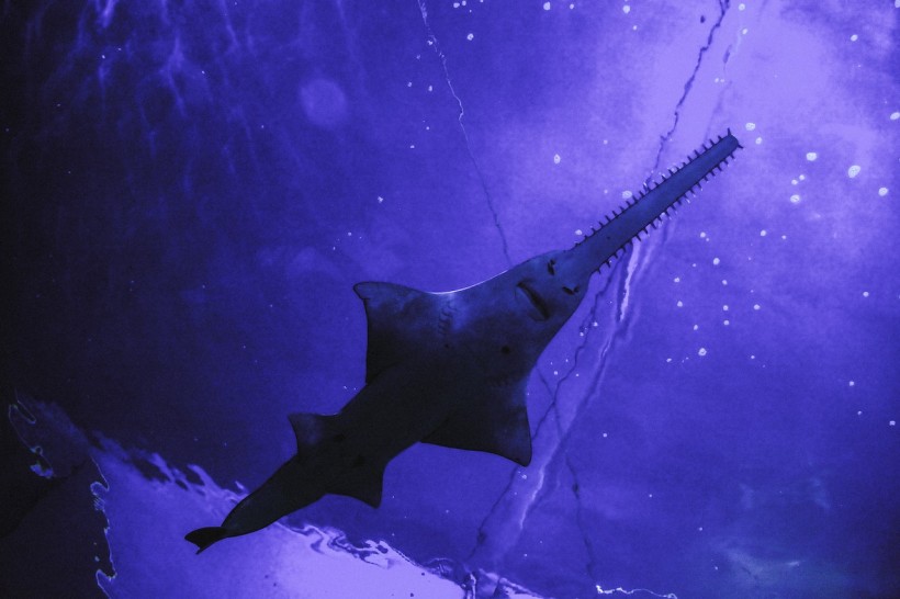 Australian Authorities Investigate the Killing of Critically Endangered Sawfish; Calls for Better Protection for the Threatened Species