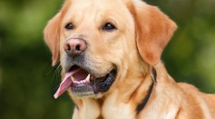 Modern Dogs Have Bigger Brains Than Ancient Ones Thanks to Contemporary Breeding Efforts