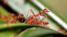 How the Collective Behavior of Desert Harvester Ants Help Them Survive Harsh Environment; Can Be Potential Inspiration for Robotic Systems