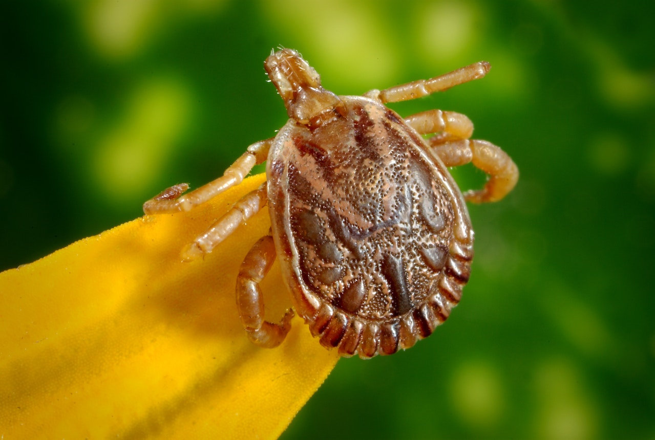 New Case Of Powassan Disease Confirmed; Experts Warn Of Tick-Borne ...