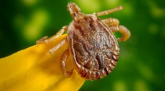 New Case of Powassan Virus Disease Confirmed; Experts Warn of Tick-Borne Virus as It Spreads Across U.S.