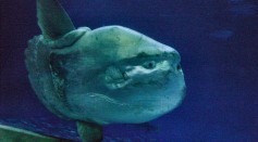 Giant Ocean Sunfish Caught on Camera Impersonating a Shark But Mimicry Was Coincidental, Expert Says