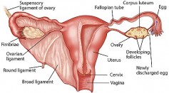 Experts Release New Recommendations to Avoid Ovarian Cancer in Women, Suggest Fallopian Tube Removal as Preventive Measure