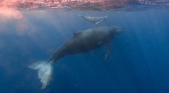 Whale Vomit Worth Millions of Dollars Seized from Four Smugglers in India: Should Ambergris Harvest Be Legalized?