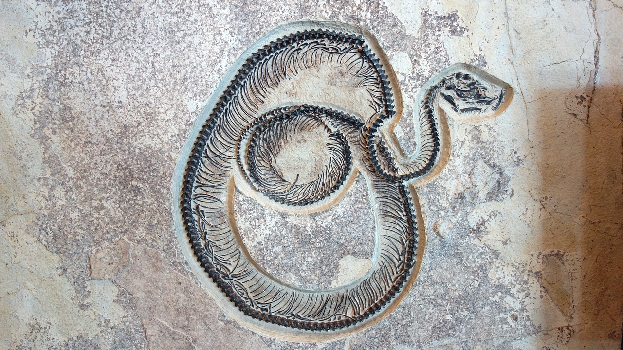 snake fossils