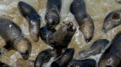 CHILE-FISHING-SEA LIONS-CONFLICT