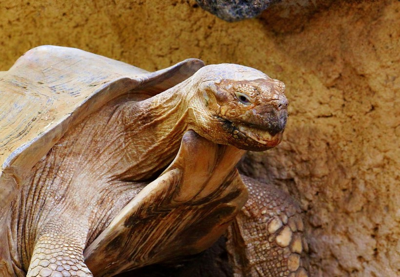 Tortoise Accused of Being Racist After Attacking Only Black Shoes! How Do Animals See Color?