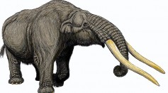 Extinct Elephant Graveyard From 5 Million Years Ago Unearthed; Burial Ground Has the Most Complete Gomphothere Skeletons