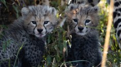 Cheetah Cubs Dies from Sweltering Heat in India, Raising Criticism Against the Government's Reintroduction Program