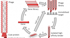 First Nano-Computing Agent That Uses Two-Input Protein Device Provides Key Solutions in Cell-Based Therapies