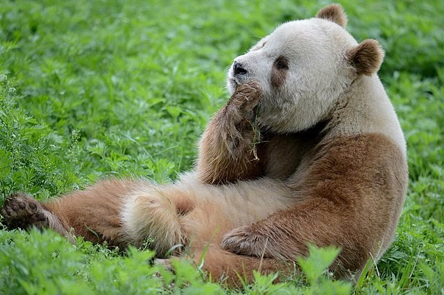 Do Pandas Eat Meat? Rare Albino Panda Spotted Walking in the Snow in