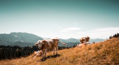 Creating Horn-Free Cows Using Gene Editing: Is It Acceptable Under Federal Law? 
