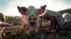 Is Pig Fat Used as Jet Fuel Good for the Environment? New Research Warns It Might Cause More Harm Than Good