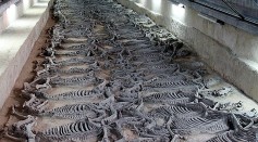 Tomb of Duke Jing of Qi Excavated; Remains of 600 Horses Ready to Rush Into War Discovered