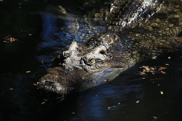 Aussie Man Survives Crocodile's Death Grip After Freeing His Head From Its Jaw; What Do You Need to Know About Saltwater Crocs?