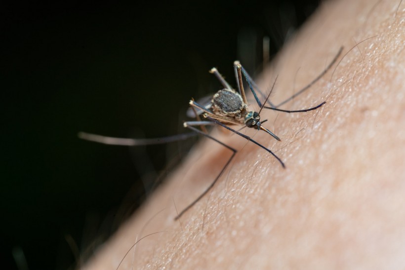 New Fabrication Design of Triboelectric Nanogenerators Provides Better Performance in Preventing Mosquito-Borne Diseases 