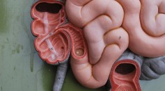 What Was the Original Purpose of the Appendix? Its Anatomy, Function, and Diseases Explained