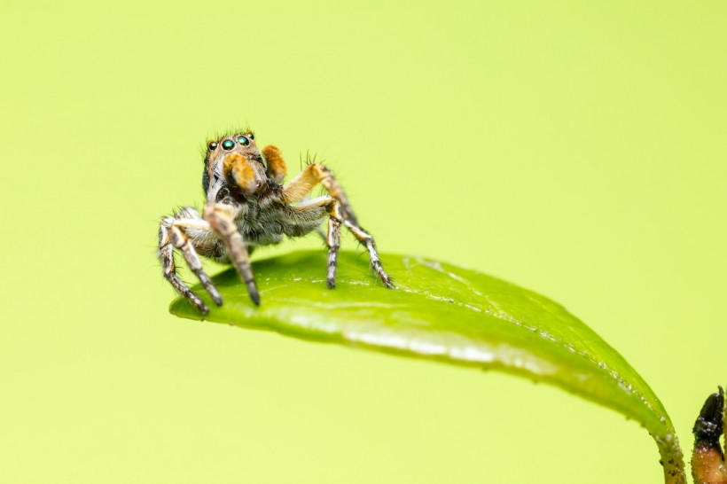 Baby Jumping Spiders Have Keen Vision, Experts Investigate How These Hatchlings See the World