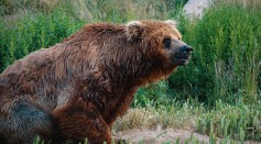 Grizzly Bear 
