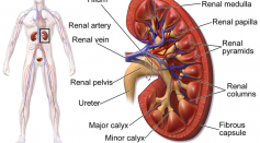 Can Kidney Repair Themselves? Yes Study Says