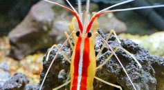The Secret of the Pacific Cleaner Shrimp: Scientists Uncover Its Ability to Display Bright White Stripes