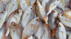 Does Fish Feel Pain? Are There  Ways to Eat Fish Ethically?