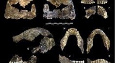 Homo Naledi May Have Been First to Bury Their Dead, But Skeptics are Doubtful About This Claim