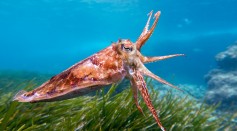 Donut-Brained Cuttlefish Passed a Cephalopod Cognitive Test: How Smart are These Marine Mollusks?