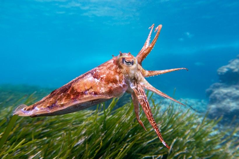 Donut-Brained Cuttlefish Passed a Cephalopod Cognitive Test: How Smart are These Marine Mollusks?