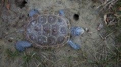 Volunteers Participated in Monitoring the Turtle Population During the Annual Terrapin Tally in North Carolina