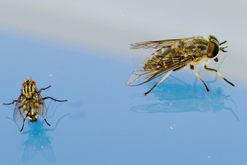 Fruit Flies Exposed to Other Fly Carcasses Dies Faster, Scientists Explain Why This Happen
