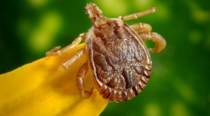 Tick Bite Causes Man From New Jersey to Develop Incurable Meat Allergy