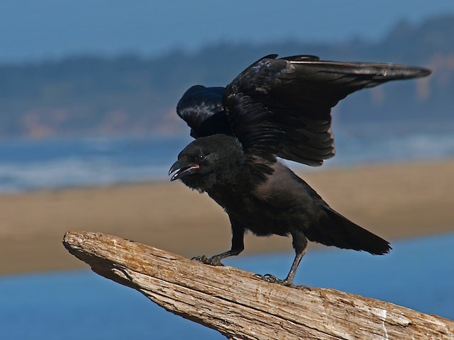 Are Crows Bad Luck? Bird's Bad Reputation Debunked